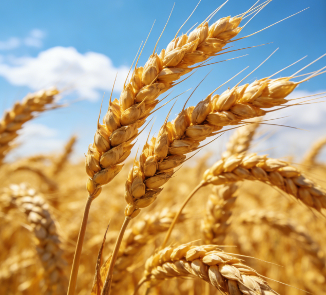 基層糧站缺專業設備？LD-LZ1熒光定量檢測儀操作簡單易上手